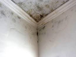 Best Black Mold Removal  in Mustang Ridge, TX