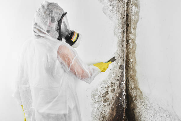 Biohazard Mold Removal in Mustang Ridge, TX